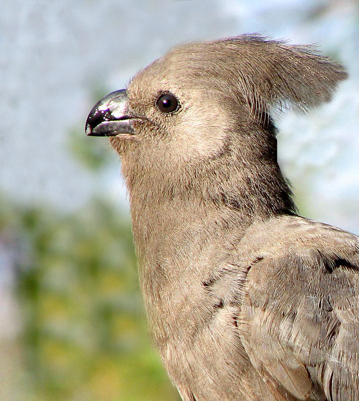 Kwevoel protret.jpg - Kwe-voel protret.Algemene standvoel roep. 'n kras nasale 'kwee' of kei-whaaaei'